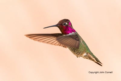 Annas-Hummingbird;Calypte-anna;Flying-Bird;Hummingbird;Photography;action;active